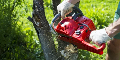 Tree Removal, Tree Cutting, Tree Service, Free Estimates