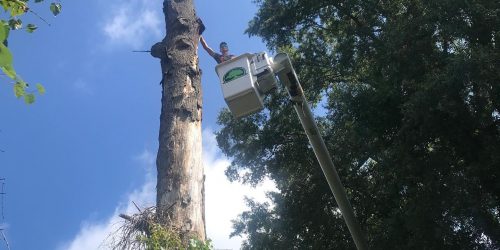 Tree Removal, Tree Cutting, Tree Service, Free Estimates